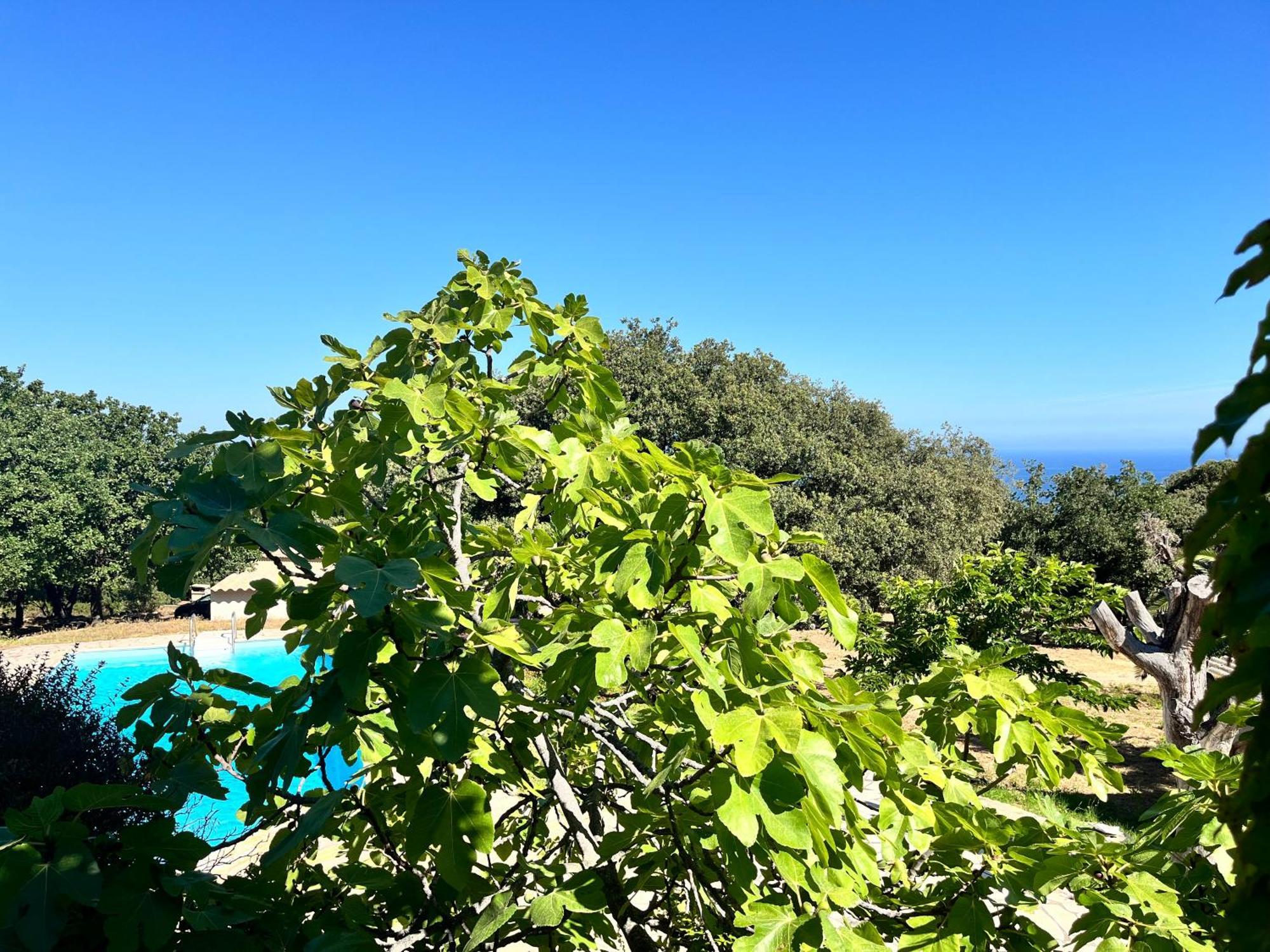 Campuleccia * Lumio (Corsica)